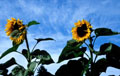 two sunflowers